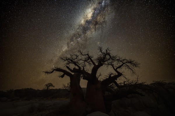 Silhouette of a baobab tree with starry sky and Milky Way, African baobab (Adansonia digitata), night shot, Kubu Island (Lekubu), Sowa Pan, Makgadikgadi Salt Pans, Botswana