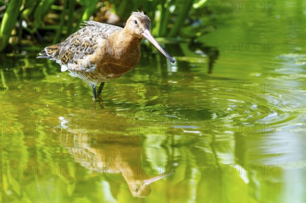 A bird standing in the water, creating small ripples on the surface, Black-tailed Godwit (Limosa limosa), France