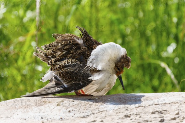 A bird with striking plumage stands on a stone in a green environment, ruff (Calidris pugnax, syn.: Philomachus pugnax), courtship display, France