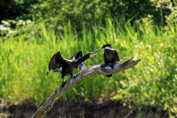 Two cormorants sitting on a tree trunk amidst lush vegetation, one with wings spread wide, Cormorant, (Phalacrocorax carbo), wildlife, France