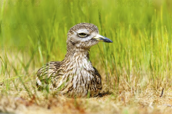 Bird resting quietly in the grass and seeming to blend in with its surroundings, Stone Curlew (Burhinus oedicnemus), France