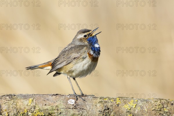 Bluethroat (Luscinia svecica cyanecula) ml Germany