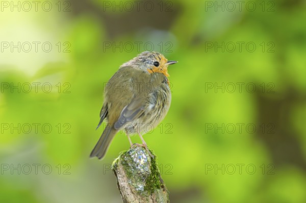 European robin (Erithacus rubecula) sitting on a branch, Bavaria, Germany