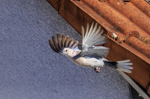 A pigeon soars near a tiled roof, the structure of the wings is recognisable, Eurasian Collared Dove (Streptopelia decaocto), wildlife, Germany