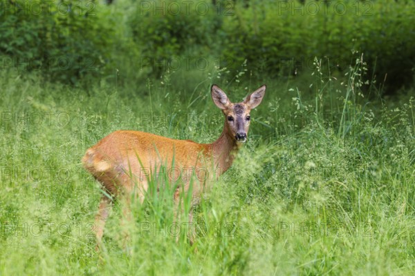 A female roe deer (Capreolus capreolus) stands in a green meadow. Bavaria, Germany