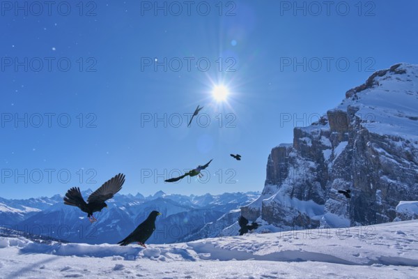 Alpine choughs (Pyrrhocorax graculus), birds in the air in bright sunshine over snow-covered mountains against a blue sky, Gemmi Pass, Leukerbad, Leuk, Valais, Switzerland