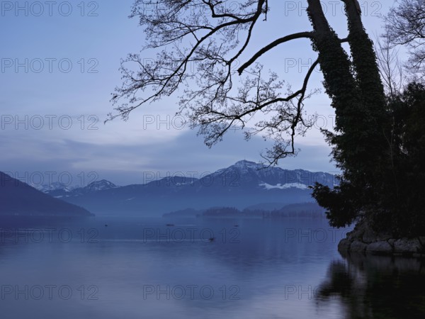 Morning atmosphere at Lake Zug with a tree with ivy in the foreground, the Rigi in the background, Cham, Canton Zug