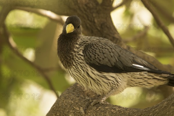 Western Plantain-eater (Crinifer piscator), Gambia