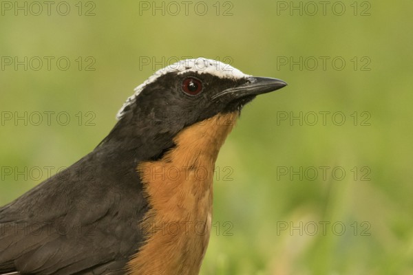 White-crowned Robin-Chat (Cossypha albicapillus), Gambia