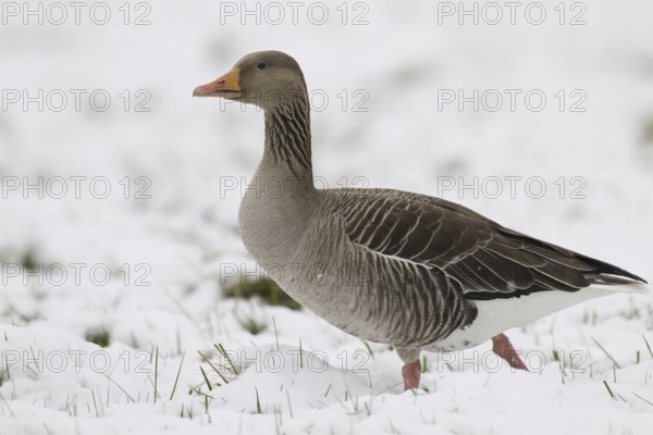 Greylag Goose (Anser anser), Lower Saxony, Germany