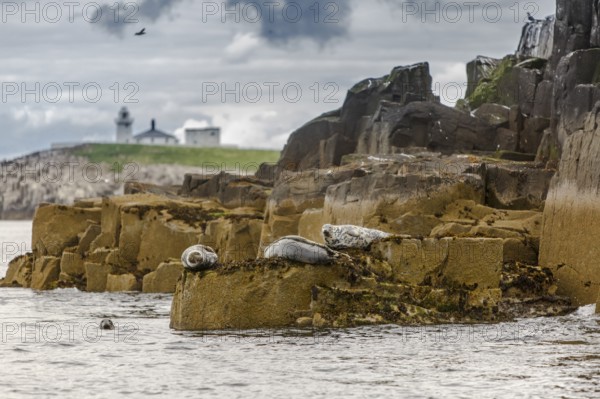 Grey seal (Halichoerus grypus), resting on cliffs, Farne Islands, United Kingdom
