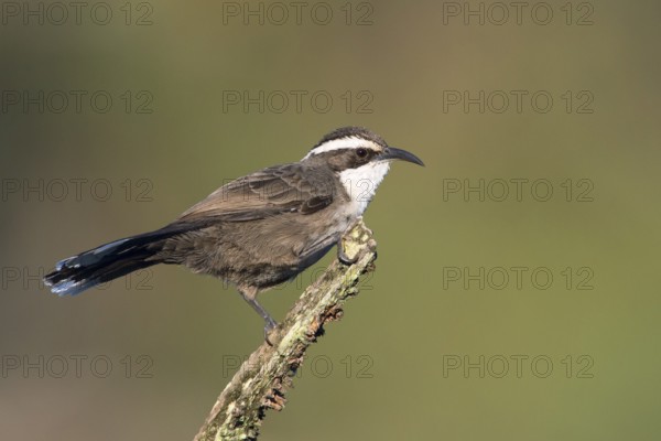 White-browed Babbler (Pomatostomus superciliosus), Victoria, Australia