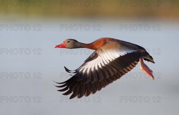 Black-bellied Whistling Duck (Dendrocygna autumnalis) flying, Florida, USA