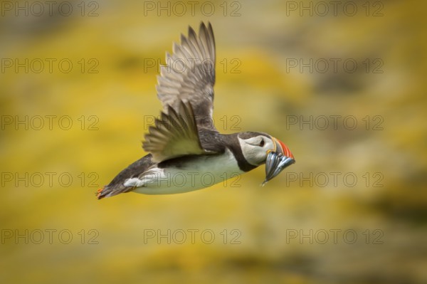 Atlantic Puffin (Fratercula arctica) in flight with sandeels in bill, Farne Islands, United Kingdom