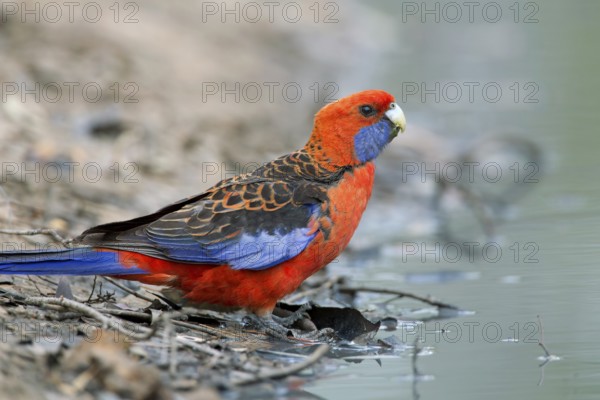 Crimson Rosella (Platycercus elegans), Victoria, Australia