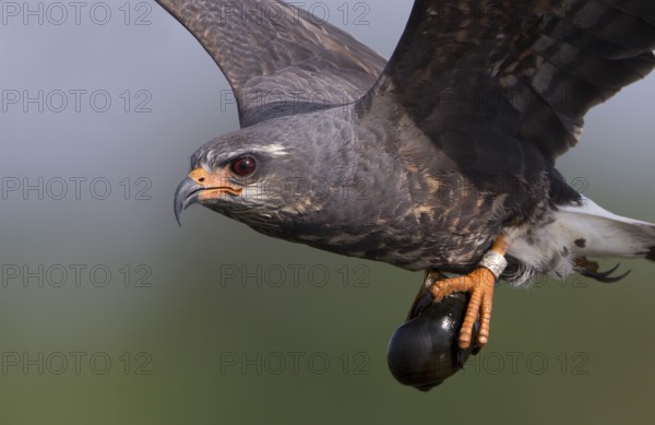 Snail Kite (Rostrhamus sociabilis) male flying with snail in its claws, Florida, USA