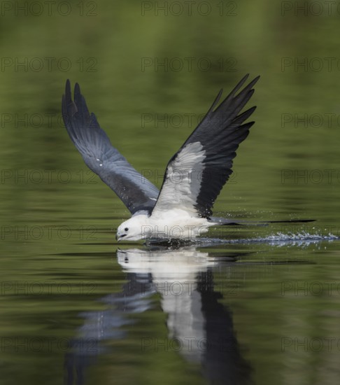 Swallow-tailed Kite (Elanoides forficatus) drinking in flight, Florida, USA