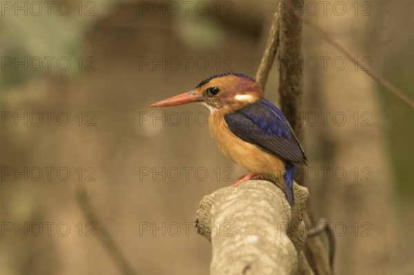 African Pygmy Kingfisher (Ispidina picta), Gambia