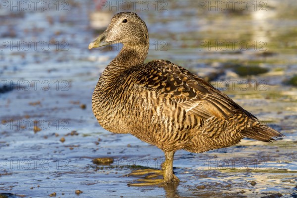 Common Eider (Somateria mollissima) female, Seahouses, United Kingdom
