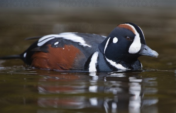 Harlequin Duck (Histrionicus histrionicus) captive, male, Schleswig-Holstein, Germany