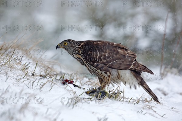 Bird of prey Goshawk kill bird and sitting on the snow meadow with open wings, blurred snowy forest in background. Wildlife scene from Germany nature
