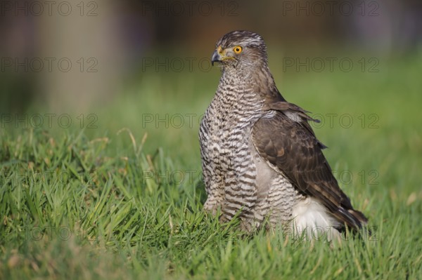 Northern Goshawk (Accipiter gentilis), Lower Saxony, Germany