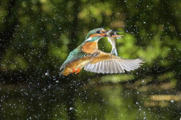 Common Kingfisher (Alcedo atthis) female fishing, Lower Saxony, Germany