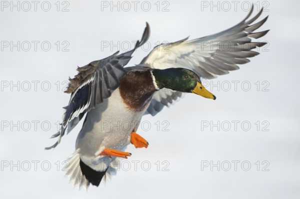 Mallard (Anas platyrhynchos) male landing, Lower Saxony, Germany