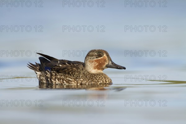 Wintertaling in eclipse kleed, Eurasian teal in eclise plumage