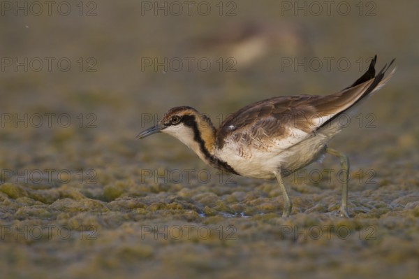 Pheasant-tailed Jacana (Hydrophasianus chirurgus) foraging, Oman