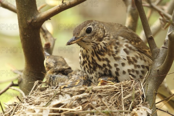 Song Thrush (Turdus philomelos) chick, Lower Saxony, Germany