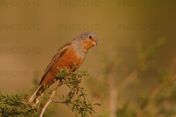 Cretzschmar's Bunting (Emberiza caesia) male, Cyprus