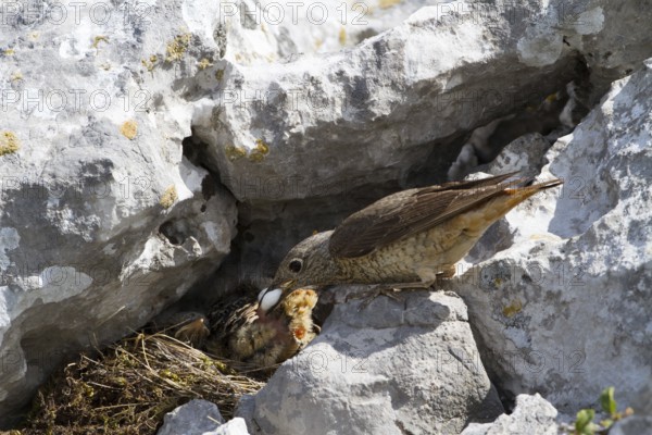 Common Rock Thrush (Monticola saxatilis) female cleaning fecal sac out of nest, Primorje, Croatia