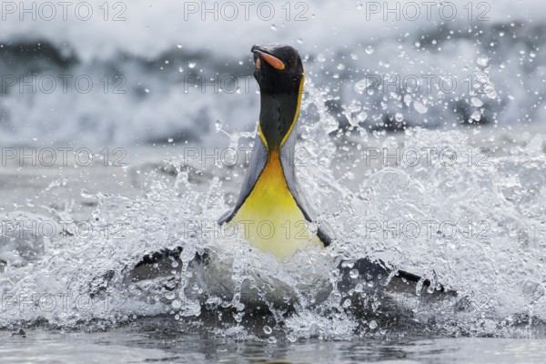 King Penguin (Aptenodytes patagonicus) swimming in the ocean near South Georgia Island