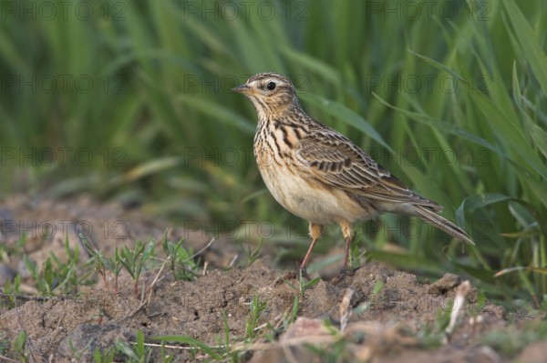 Eurasian Skylark (Alauda arvensis), Rhineland-Palatinate, Germany