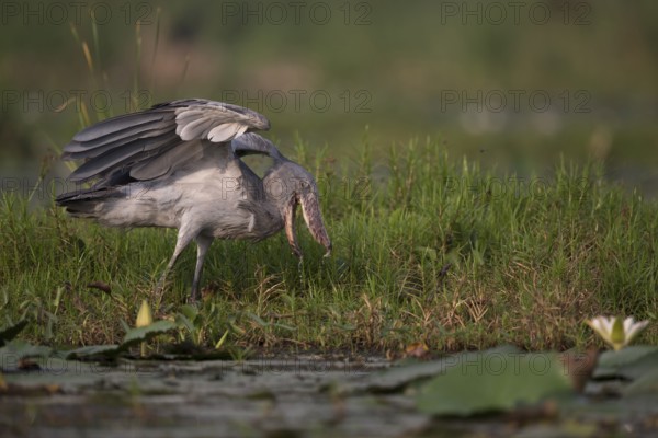Shoebill (Balaeniceps rex) foraging, Lake Albert, Uganda