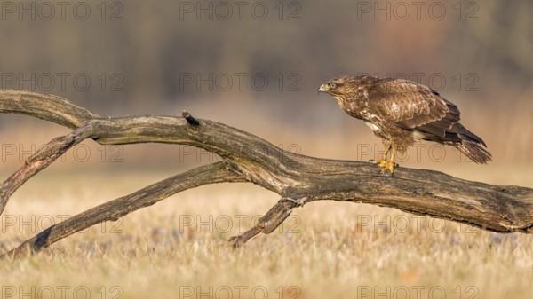 Common Buzzard (Buteo buteo) perched on old tree trunk, Saxony-Anhalt, Germany