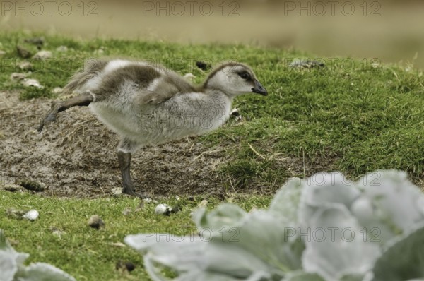 Ruddy-headed Goose (Chloephaga rubidiceps), Falkland Islands