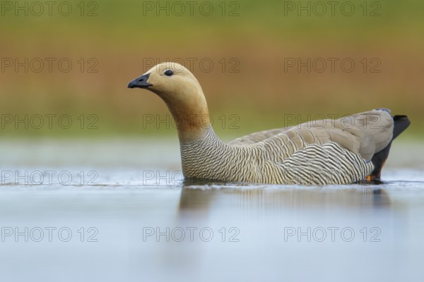 Ruddy-headed Goose (Chloephaga rubidiceps) feeding along the shoreline in the Falkland Islands