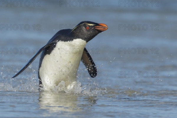 Rockhopper Penguin (Eudyptes chrysocome) emerging from the ocean in the Falkland Islands