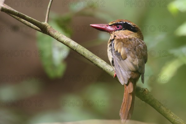 Blauohrliest (Cittura cyanotis) female perched on a branch, North Sulawesi, Indonesia