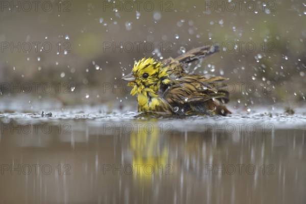 Yellowhammer (Emberiza citrinella) bathing, Netherlands