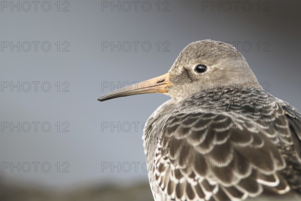 Purple Sandpiper (Calidris maritima), Mecklenburg-Western Pomerania, Germany