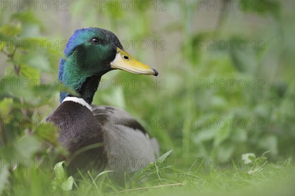Mallard (Anas platyrhynchos) male, North Rhine-Westphalia, Germany
