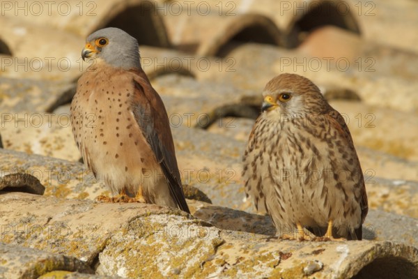 Lesser Kestrel (Falco naumanni), pair on roof, Castile-La Mancha