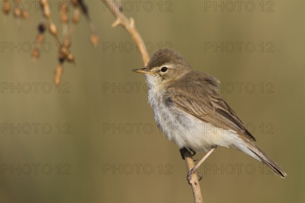 Booted Warbler - Buschspötter - Iduna caligata, Kazakhstan
