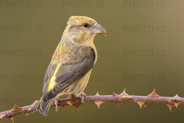 Red Crossbill (Loxia curvirostra) female perched on a branch, Aragon, Spain