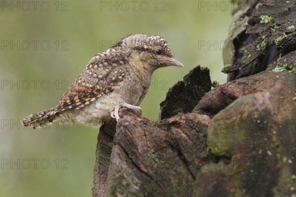 Eurasian Wryneck (Jynx torquilla) juvenile, Saxony, Germany