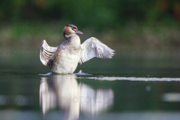 Great Crested Grebe (Podiceps cristatus) flapping, North Rhine-Westphalia, Germany