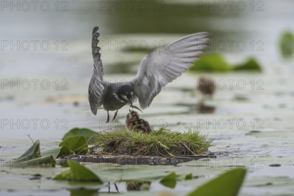 Black Tern (Chlidonias niger) feeding of juvenile, Schleswig-Holstein, Germany